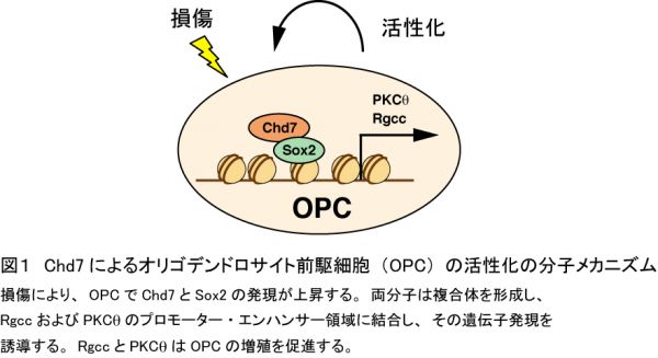 Chd7によるOPCの活性化の分子メカニズムの図