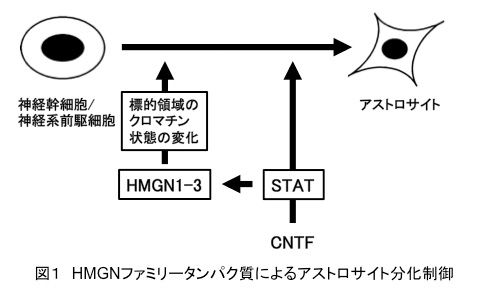 HMGNによるアストロサイト分化制御