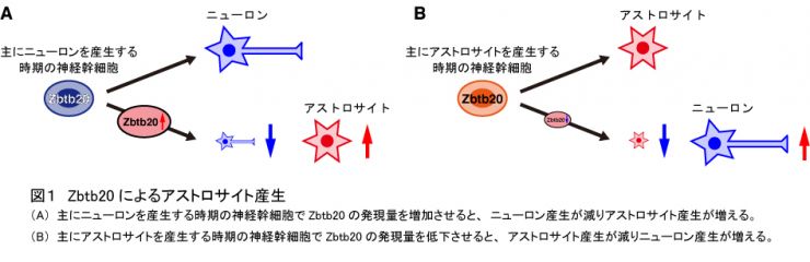 Zbtb20によるアストロサイト産生の図