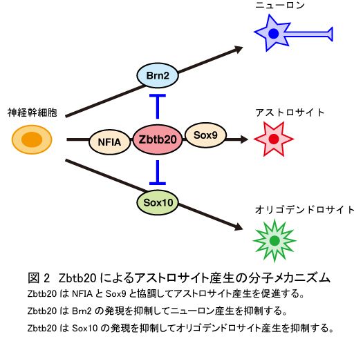 Zbtb20によるアストロサイト産生の分子メカニズムの図