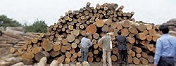写真3：木材選び（１）