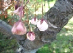 写真1：桜のつぼみの写真