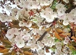 写真8：満開の桜の写真