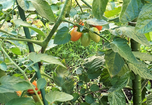 収穫前のトマト