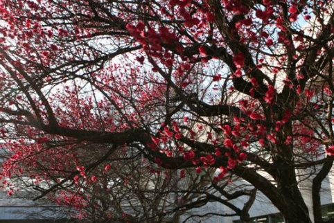 (写真)センターに咲く紅梅