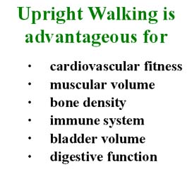 Upright Walking is advantageous for