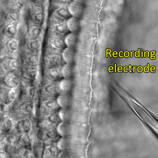 マウス蝸牛コルチ器と記憶電極
