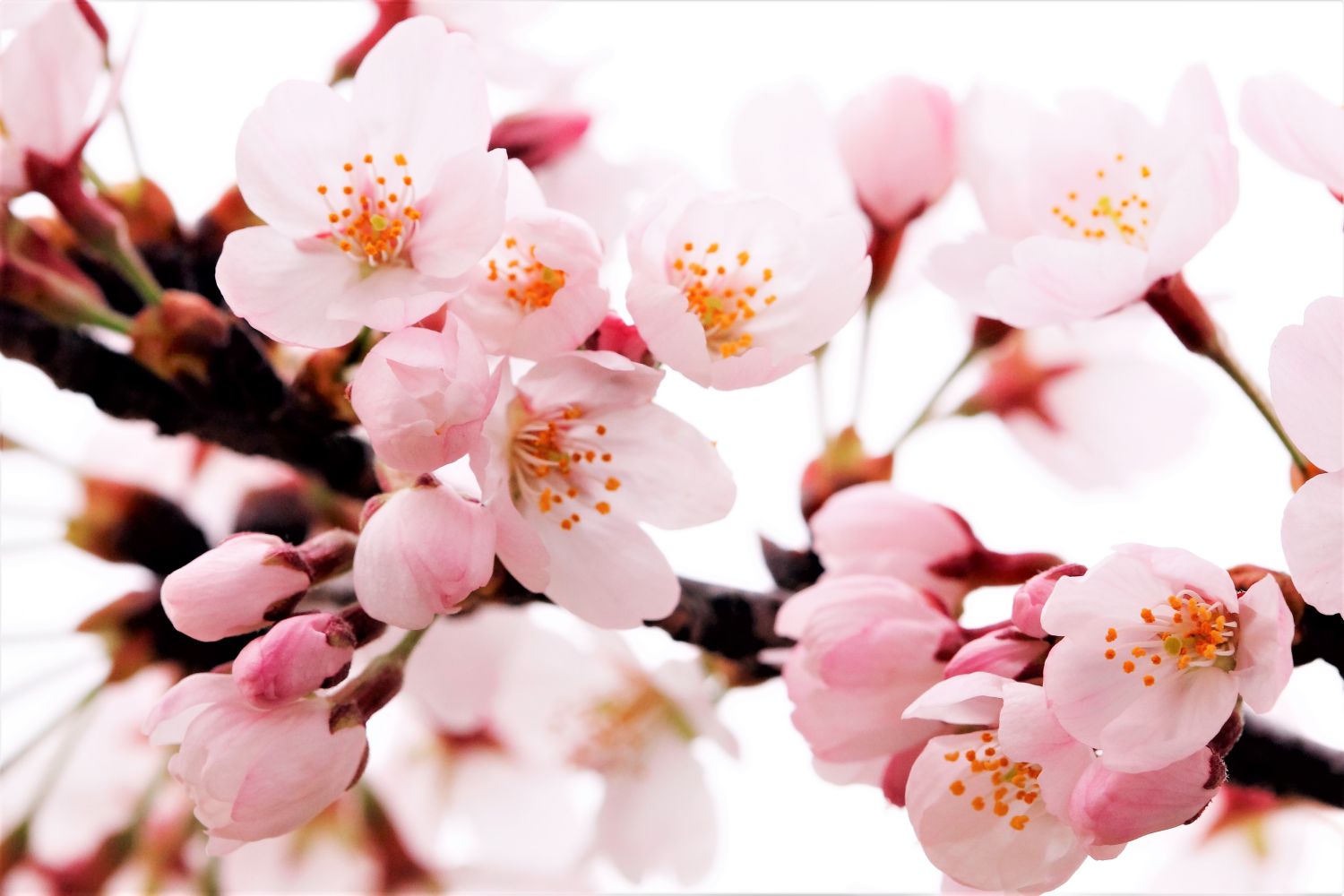 桜