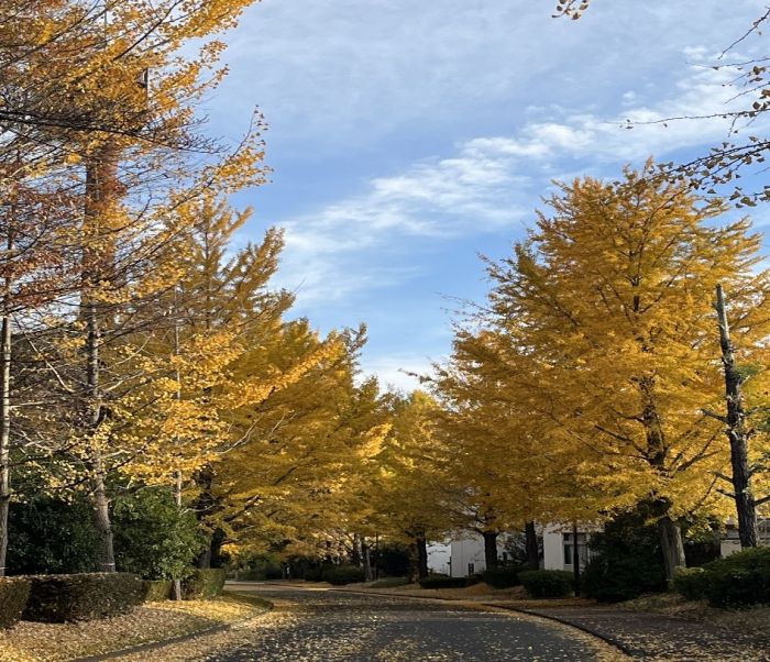 国リハ敷地内銀杏並木
