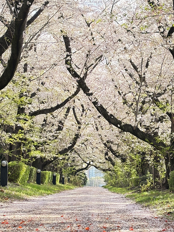 センターグラウンドの桜並木の様子