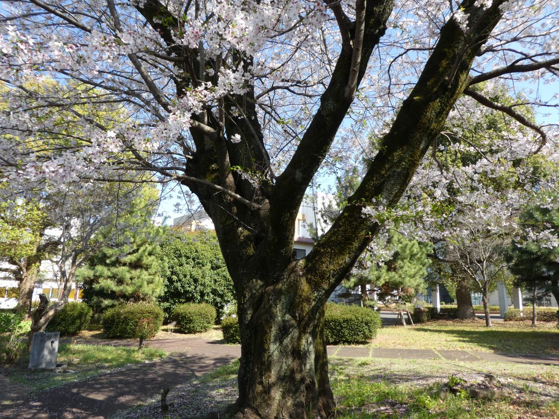 画像。桜の木令和８年４月