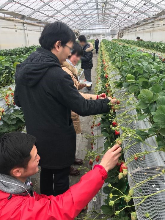 社会体験学習:味覚狩り 社会体験学習(いちご狩り)の写真