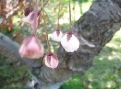 写真1:桜のつぼみの写真