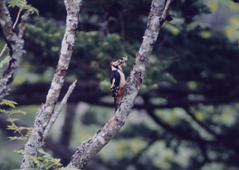 a΂ރAJQ