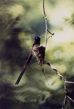 TRE`EiOj