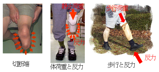 (ʐ^)ĝƋ`̗͂̑ݍp