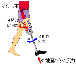 (ʐ^)`ɓ͂Ɛg̓ɂ鑊ݍp