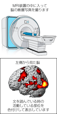 fMRI実験